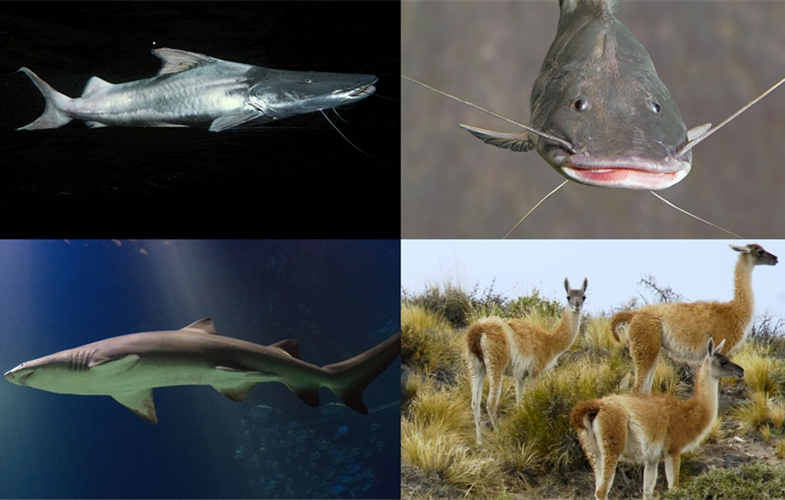 Dorado Catfish (top left) and  Piramutaba Catfish (top right) courtesy of Michael Goulding @ WCS, Sand Tiger Shark (bottom left) and Guanaco (bottom right) courtesy of Julie Larsen @ WCS